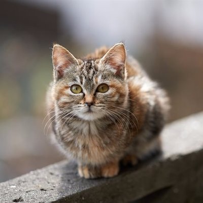 cat-icon.jpg cat-icon.jpg