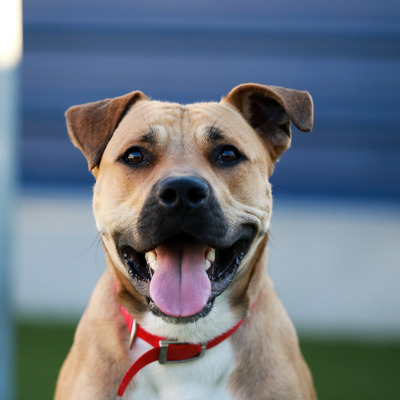 dog-icon.jpg dog-icon.jpg