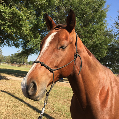 horse-icon.jpg horse-icon.jpg